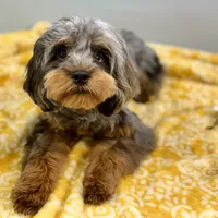 Cypress ~ NEUTERED, vet-checked, current rabies, microchipped, a male Cavapoo for sale in Sherman, TX – 8 of 8
