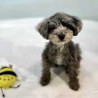 Dakota ~ Micropchipped, Current Rabies, Vet Checked, a male Poodle - Toy  for sale in Sherman, TX – 9 of 10