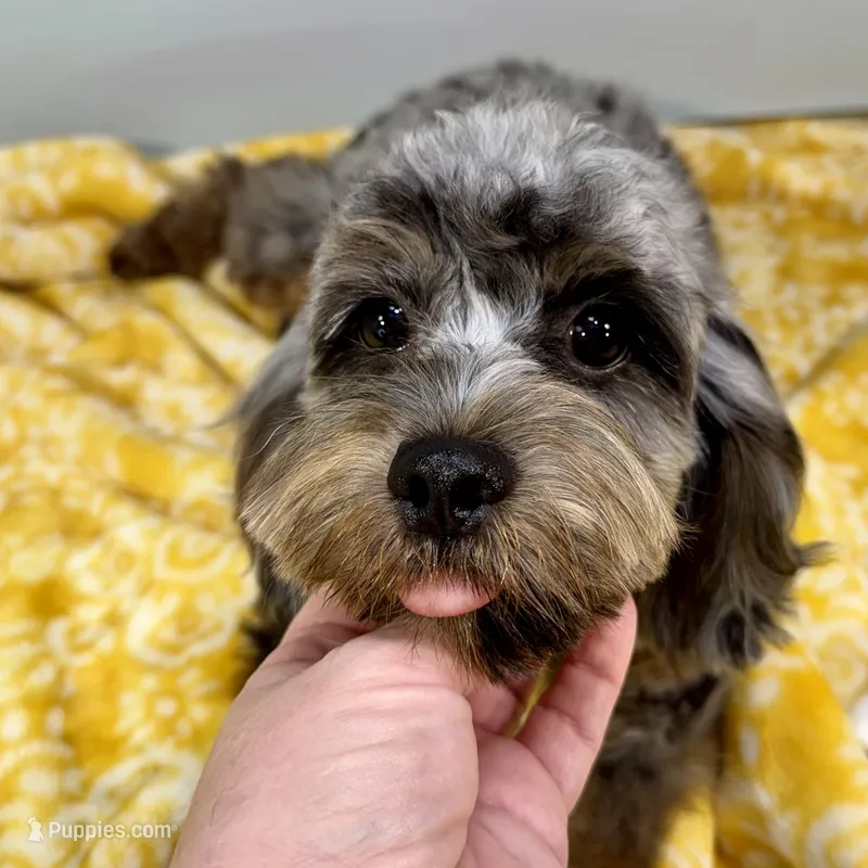 Basil ~ NEUTERED, vet-checked, current rabies, microchipped – Cavapoo puppy on hold in Sherman, TX