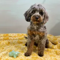 Sage ~ NEUTERED, vet-checked, current rabies, microchipped, a male Cavapoo for sale in Sherman, TX – 5 of 10