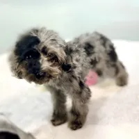 Rhodes ~ Micropchipped, Current Rabies, Vet Checked, a male Poodle - Toy  for sale in Sherman, TX – 9 of 10