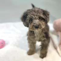 Montana ~ Micropchipped, Current Rabies, Vet Checked, a male Poodle - Toy  for sale in Sherman, TX – 6 of 10