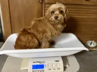 Twix, a male Cavapoo for sale in Sherman, TX – 3 of 5