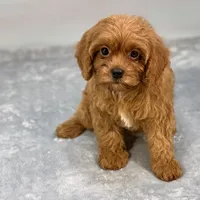 Raspberry, a female Cavapoo for sale in Sherman, TX – 1 of 10