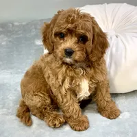 Rhubarb, a male Cavapoo for sale in Sherman, TX – 4 of 10