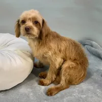 Twix ~ -$200 off for meeting day 7/25 (this puppy), a male Cavapoo for sale in Sherman, TX – 4 of 10