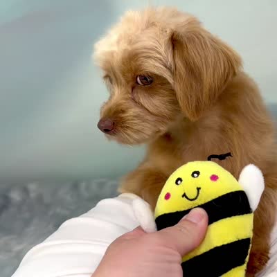 Twix ~ -$200 off for meeting day 7/25 (this puppy), a male Cavapoo for sale in Sherman, TX – 10 of 10
