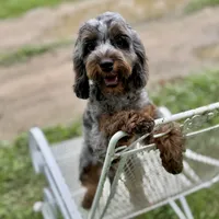 Sage ~ NEUTERED, vet-checked, current rabies, microchipped, a male Cavapoo for sale in Sherman, TX – 6 of 10