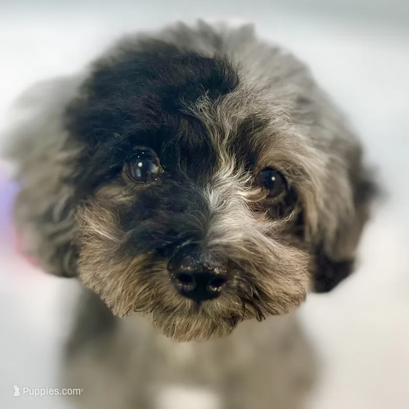 Rhodes ~ Micropchipped, Current Rabies, Vet Checked – Poodle - Toy  puppy for sale in Sherman, TX