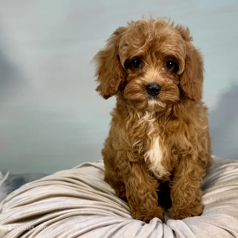 Rhubarb ~ -$200 off for meeting day 7/25 (this puppy) – Cavapoo puppy on hold in Sherman, TX