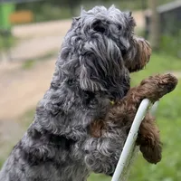 Sage ~ NEUTERED, vet-checked, current rabies, microchipped, a male Cavapoo for sale in Sherman, TX – 9 of 10