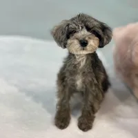 Dakota ~ Micropchipped, Current Rabies, Vet Checked, a male Poodle - Toy  for sale in Sherman, TX – 5 of 10