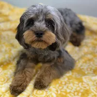 Cypress ~ NEUTERED, vet-checked, current rabies, microchipped, a male Cavapoo for sale in Sherman, TX – 6 of 8