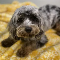 Basil ~ NEUTERED, vet-checked, current rabies, microchipped, a male Cavapoo for sale in Sherman, TX – 3 of 9