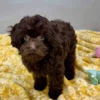 Tootsiepop, a female Cavapoo for sale in Sherman, TX – 9 of 10