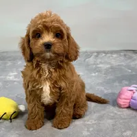 Rhubarb, a male Cavapoo for sale in Sherman, TX – 2 of 10