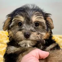 Jollipop, a female Yorkipoo for sale in Sherman, TX – 10 of 10