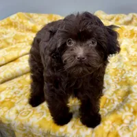 Tootsiepop, a female Cavapoo for sale in Sherman, TX – 3 of 10