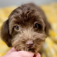 Caroline ~ Micropchipped, Current Rabies, Vet Checked, a female Cavapoo for sale in Sherman, TX – 2 of 10