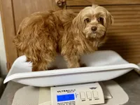 Twix, a male Cavapoo for sale in Sherman, TX – 5 of 5