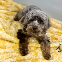 Basil ~ NEUTERED, vet-checked, current rabies, microchipped, a male Cavapoo for sale in Sherman, TX – 4 of 9