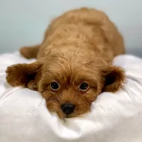 Raspberry, a female Cavapoo for sale in Sherman, TX – 10 of 10