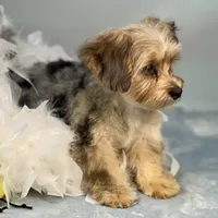Lollipop ~ -$200 off for meeting day 7/25 (this puppy), a female Yorkipoo for sale in Sherman, TX – 3 of 10