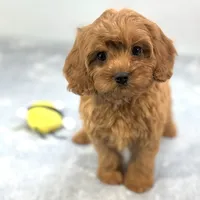Strawberry, a female Cavapoo for sale in Sherman, TX – 6 of 10