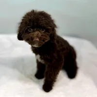 Jersey ~ Micropchipped, Current Rabies, Vet Checked, a male Cavapoo for sale in Sherman, TX – 4 of 10