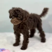 Virginia, a female Cavapoo for sale in Sherman, TX – 8 of 10