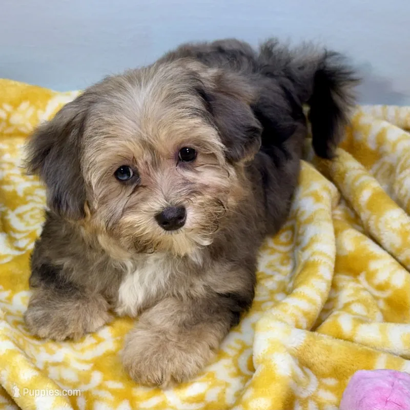 Lollipop – Yorkipoo puppy for sale in Sherman, TX