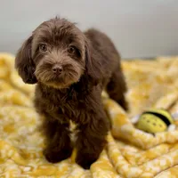 Caroline ~ Micropchipped, Current Rabies, Vet Checked, a female Cavapoo for sale in Sherman, TX – 6 of 10