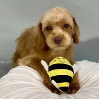 Twix ~ -$200 off for meeting day 7/25 (this puppy), a male Cavapoo for sale in Sherman, TX – 6 of 10