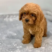 Raspberry, a female Cavapoo for sale in Sherman, TX – 6 of 10