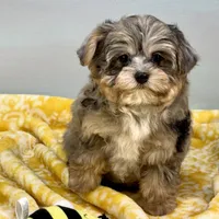 Mollipop, a female Yorkipoo for sale in Sherman, TX – 4 of 10