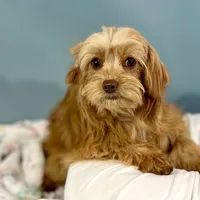 Twix, a male Cavapoo for sale in Sherman, TX – 1 of 5
