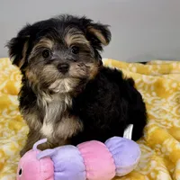Jollipop, a female Yorkipoo for sale in Sherman, TX – 8 of 10
