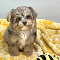 Mollipop, a female Yorkipoo for sale in Sherman, TX – 1 of 10