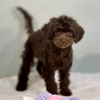Virginia, a female Cavapoo for sale in Sherman, TX – 10 of 10