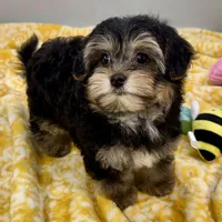 Hollipop, a female Yorkipoo for sale in Sherman, TX – 5 of 10