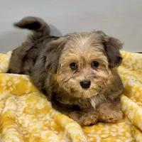 Lollipop, a female Yorkipoo for sale in Sherman, TX – 5 of 10