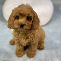 Strawberry, a female Cavapoo for sale in Sherman, TX – 9 of 10