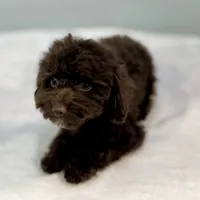 Jersey ~ Micropchipped, Current Rabies, Vet Checked, a male Cavapoo for sale in Sherman, TX – 2 of 10