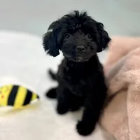 Minnie ~ Micropchipped, Current Rabies, Vet Checked, a female Poodle - Toy  for sale in Sherman, TX – 4 of 10