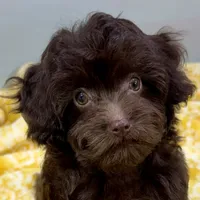 Tootsiepop, a female Cavapoo for sale in Sherman, TX – 10 of 10