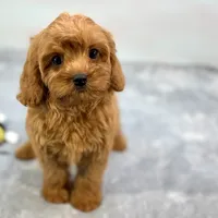 Strawberry, a female Cavapoo for sale in Sherman, TX – 5 of 10