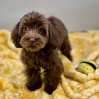 Caroline ~ Micropchipped, Current Rabies, Vet Checked, a female Cavapoo for sale in Sherman, TX – 3 of 10