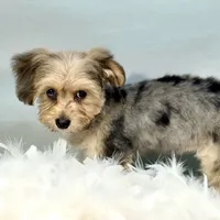 Lollipop ~ -$200 off for meeting day 7/25 (this puppy), a female Yorkipoo for sale in Sherman, TX – 8 of 10