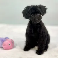 Minnie ~ Micropchipped, Current Rabies, Vet Checked, a female Poodle - Toy  for sale in Sherman, TX – 2 of 10