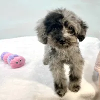 Rhodes ~ Micropchipped, Current Rabies, Vet Checked, a male Poodle - Toy  for sale in Sherman, TX – 6 of 10